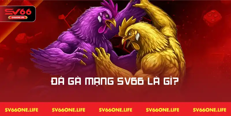 Trận đấu đá gà mạng SV66 với quy trình tổ chức chuyên nghiệp và hấp dẫn